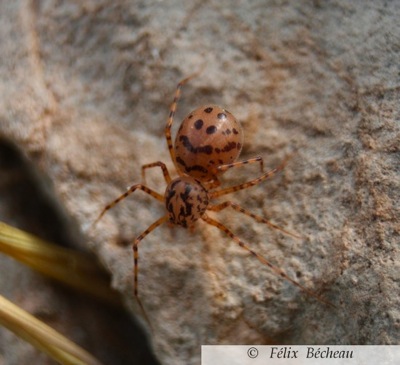 Scytodes thoracica
